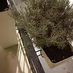 住宿加早餐酒店 Novecento Italiano 阿尔塔穆拉